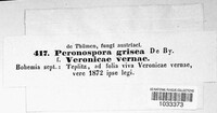 Peronospora grisea image